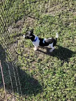 Loki, a male Jack Russell Terrier for sale in Live Oak, FL – 7 of 8