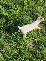 Roxy, a female Jack Russell Terrier for sale in Live Oak, FL – 2 of 8