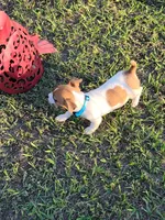 Charlie, a male Jack Russell Terrier for sale in Live Oak, FL – 2 of 7