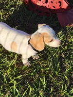 Niko, a male Miniature Dachshund for sale in Live Oak, FL – 2 of 7