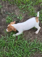 Ryker, a male Jack Russell Terrier for sale in Live Oak, FL – 5 of 7