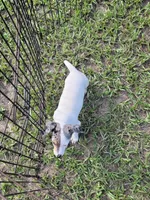 Charlie, a male Jack Russell Terrier for sale in Live Oak, FL – 7 of 8