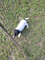 Chip, a male Jack Russell Terrier for sale in Live Oak, FL – 5 of 8