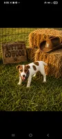 Joey, a male Jack Russell Terrier for sale in Live Oak, FL – 4 of 6