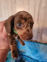 Felix, a male Dachshund for sale in Live Oak, FL – Photo 1 of 8