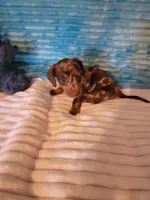 Felix, a male Dachshund for sale in Live Oak, FL – Photo 8 of 8