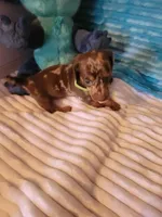 Felix, a male Dachshund for sale in Live Oak, FL – Photo 4 of 8