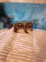 Felix, a male Dachshund for sale in Live Oak, FL – Photo 6 of 8