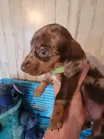 Felix, a male Dachshund for sale in Live Oak, FL – Photo 3 of 8