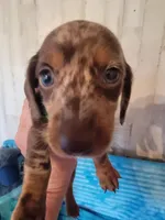 Felix, a male Dachshund for sale in Live Oak, FL – Photo 5 of 8