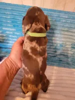 Felix, a male Dachshund for sale in Live Oak, FL – Photo 2 of 8