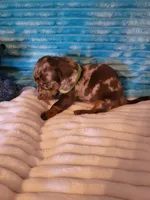 Felix, a male Dachshund for sale in Live Oak, FL – Photo 7 of 8