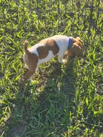 Cole, a male Jack Russell Terrier for sale in Live Oak, FL – 5 of 7