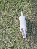 Charlie, a male Jack Russell Terrier for sale in Live Oak, FL – 4 of 8