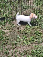 Rikki, a female Jack Russell Terrier for sale in Live Oak, FL – 4 of 7