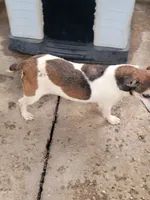 Clover, a female Jack Russell Terrier for sale in Live Oak, FL – 3 of 5