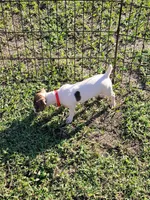 Lovey, a female Jack Russell Terrier for sale in Live Oak, FL – 2 of 6
