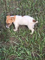 Sasha, a female Jack Russell Terrier for sale in Live Oak, FL – 3 of 8