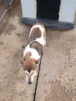 Clover, a female Jack Russell Terrier for sale in Live Oak, FL – 2 of 5