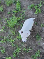 Ronnie, a male Jack Russell Terrier for sale in Live Oak, FL – 2 of 7