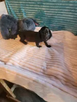 Remington, a male Miniature Dachshund for sale in Live Oak, FL – 7 of 8