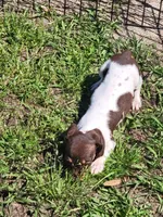 Danielle , a female Dachshund for sale in Live Oak, FL – Photo 4 of 10