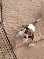 Danielle , a female Dachshund for sale in Live Oak, FL – Photo 6 of 10