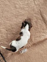 Danielle , a female Dachshund for sale in Live Oak, FL – Photo 8 of 10