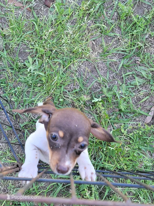 Danielle  – Dachshund puppy for sale in Live Oak, FL