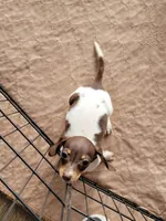 Danielle , a female Dachshund for sale in Live Oak, FL – Photo 10 of 10