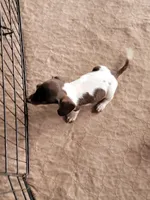 Danielle , a female Dachshund for sale in Live Oak, FL – Photo 5 of 10