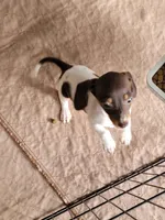 Danielle , a female Dachshund for sale in Live Oak, FL – Photo 9 of 10