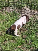 Danielle , a female Dachshund for sale in Live Oak, FL – Photo 3 of 10