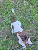 Danielle , a female Dachshund for sale in Live Oak, FL – Photo 2 of 10