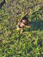 Nikita, a male Miniature Dachshund for sale in Live Oak, FL – 6 of 6