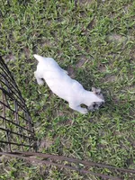 Charlie, a male Jack Russell Terrier for sale in Live Oak, FL – 6 of 8