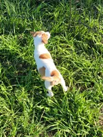 Robby, a male Jack Russell Terrier for sale in Live Oak, FL – 4 of 8