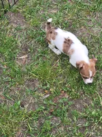 Honey, a female Jack Russell Terrier for sale in Live Oak, FL – Photo 5 of 6