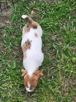 Honey, a female Jack Russell Terrier for sale in Live Oak, FL – Photo 2 of 6