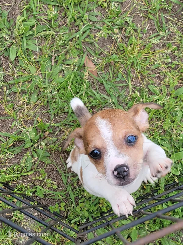 Honey – Jack Russell Terrier puppy for sale in Live Oak, FL