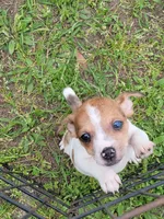 Honey, a female Jack Russell Terrier for sale in Live Oak, FL – Photo 1 of 6