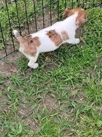 Honey, a female Jack Russell Terrier for sale in Live Oak, FL – Photo 3 of 6