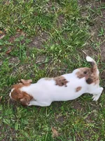 Honey, a female Jack Russell Terrier for sale in Live Oak, FL – Photo 4 of 6