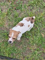 Honey, a female Jack Russell Terrier for sale in Live Oak, FL – Photo 6 of 6