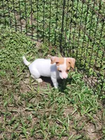 Rikki, a female Jack Russell Terrier for sale in Live Oak, FL – 2 of 7