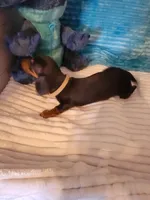 Robby, a male Dachshund for sale in Live Oak, FL – Photo 4 of 8