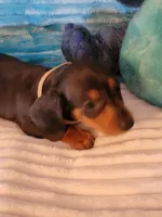 Robby, a male Dachshund for sale in Live Oak, FL – Photo 3 of 8