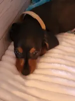 Robby, a male Dachshund for sale in Live Oak, FL – Photo 1 of 8