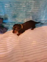 Robby, a male Dachshund for sale in Live Oak, FL – Photo 7 of 8