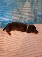 Robby, a male Dachshund for sale in Live Oak, FL – Photo 5 of 8